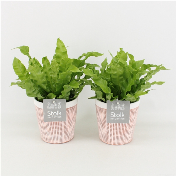 <h4>Asplenium Crispy Wave in Terracotta Keramiek</h4>