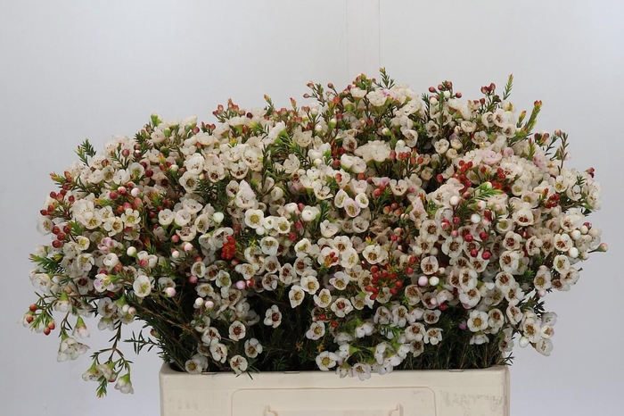 <h4>Chamelaucium Moonlight Delight</h4>