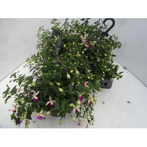 FUCHSIA OV