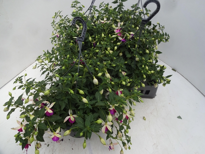 <h4>FUCHSIA OV</h4>
