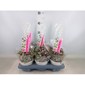 Ceropegia woodii ssp. woodii