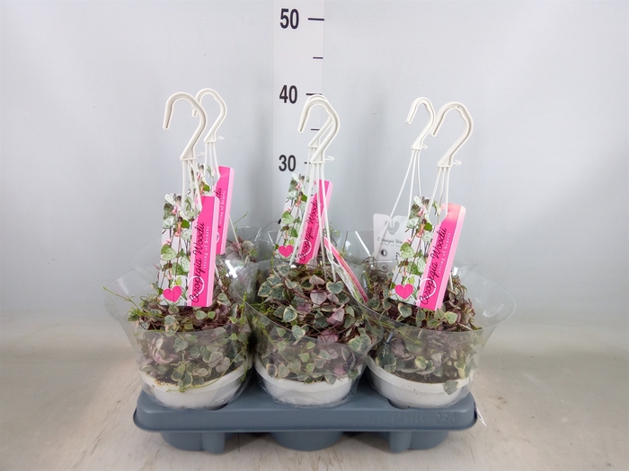 <h4>Ceropegia woodii ssp. woodii</h4>
