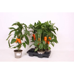 PAPRIKA PLANTEN