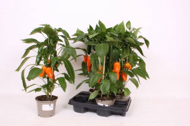 <h4>PAPRIKA PLANTEN</h4>