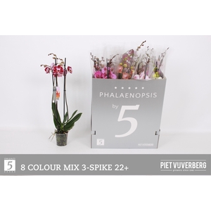 PHAL GEM 8 KL