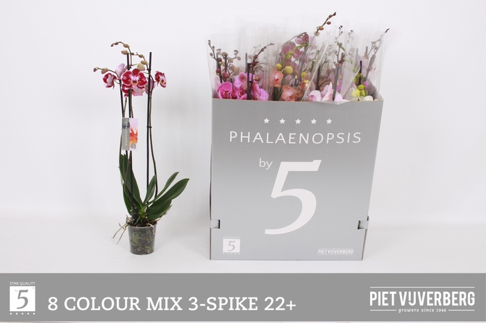 <h4>PHAL GEM 8 KL</h4>