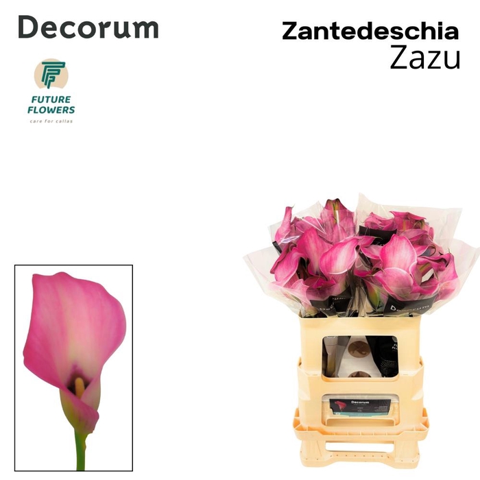 <h4>ZANT ZAZU</h4>