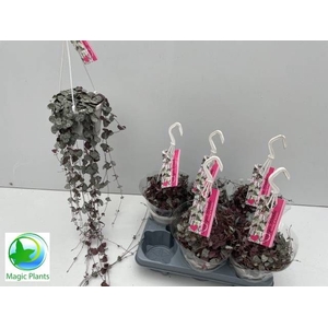 CEROPEGIA WOODII SUP