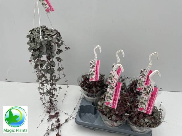 <h4>CEROPEGIA WOODII SUP</h4>