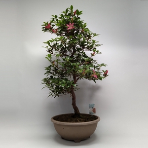 Satsuki Azalea 'A12' 30 cm (herkomst: Japan)