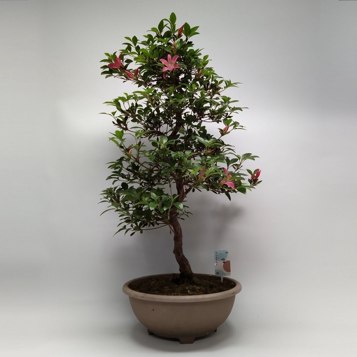 <h4>Satsuki Azalea 'A12' 30 cm (herkomst: Japan)</h4>