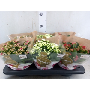 Kalanchoe blos. 'Rosalina'  ..mix 3
