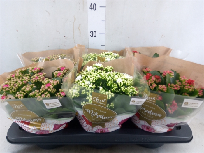 <h4>Kalanchoe blos. 'Rosalina'  ..mix 3</h4>