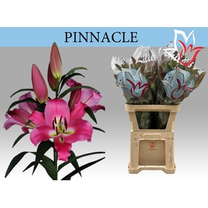 LI OT PINNACLE