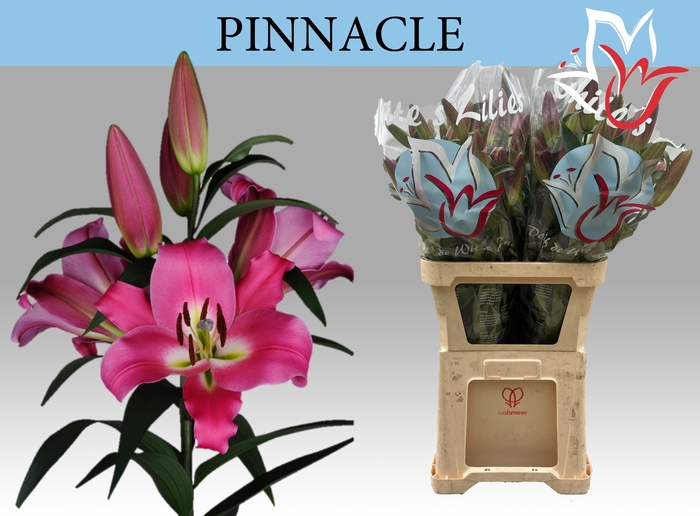 <h4>LI OT PINNACLE</h4>