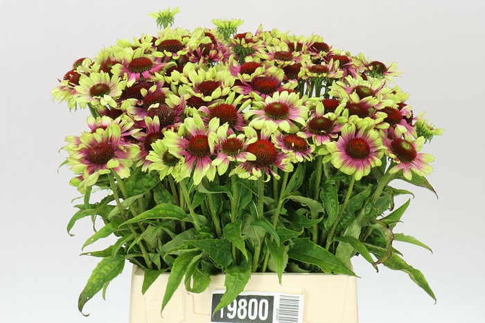 <h4>Echinacea Green</h4>