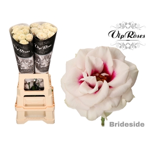R GR BRIDESIDE! x 20
