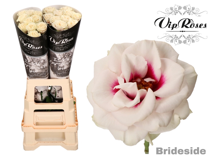 R GR BRIDESIDE! x 20