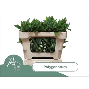 POLYGONATUM MULTIFLO