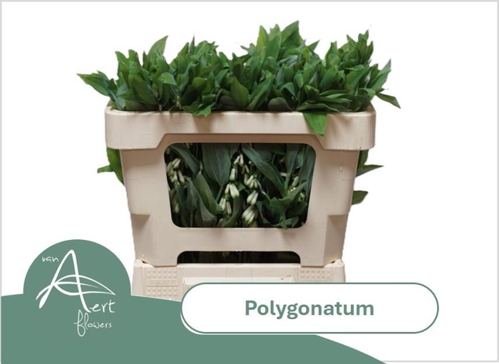 <h4>POLYGONATUM MULTIFLO</h4>