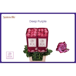 R GR DEEP PURPLE