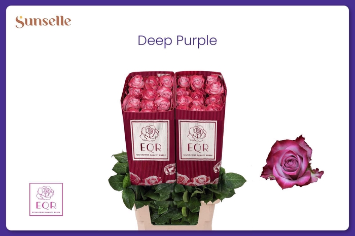 <h4>R GR DEEP PURPLE</h4>