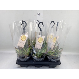 Hoya wayetii 'Tricolor'