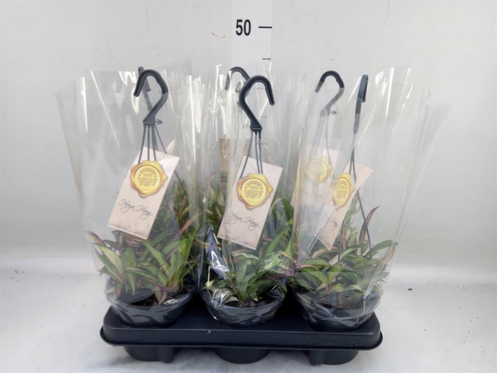 <h4>Hoya wayetii 'Tricolor'</h4>