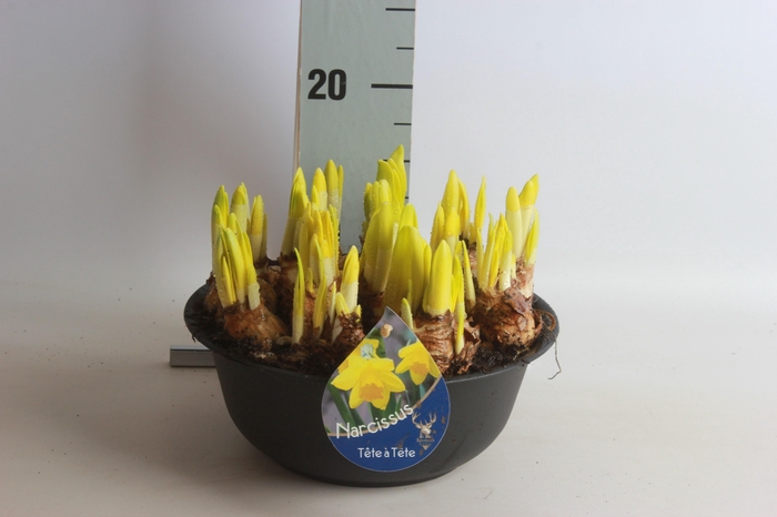 <h4>ARR NARCISSUS</h4>