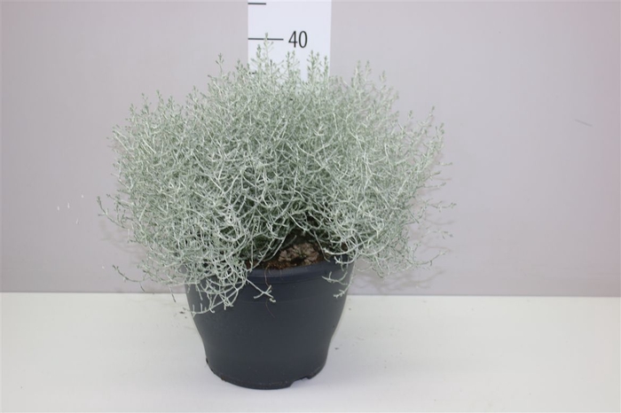 <h4>Calocephalus Xxl</h4>