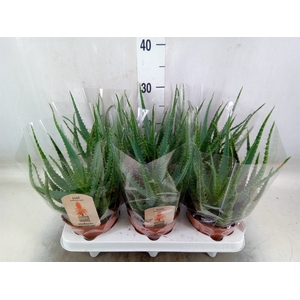 Aloe arborescens