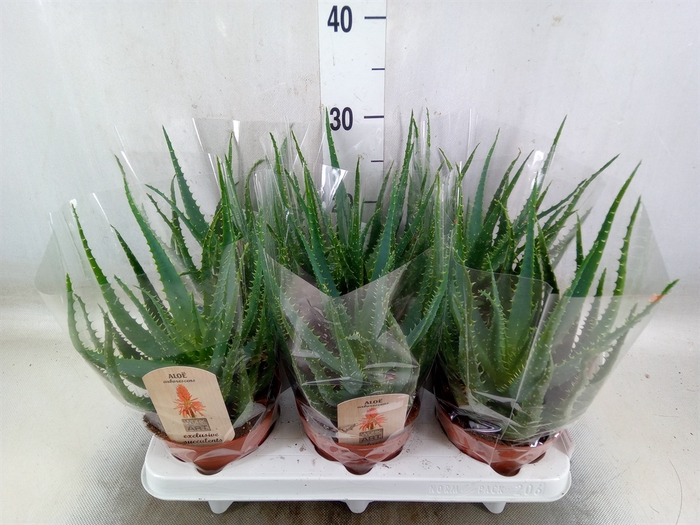 <h4>Aloe arborescens</h4>
