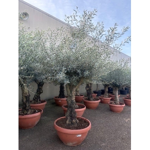 Olea europaea (Olijf) schaal