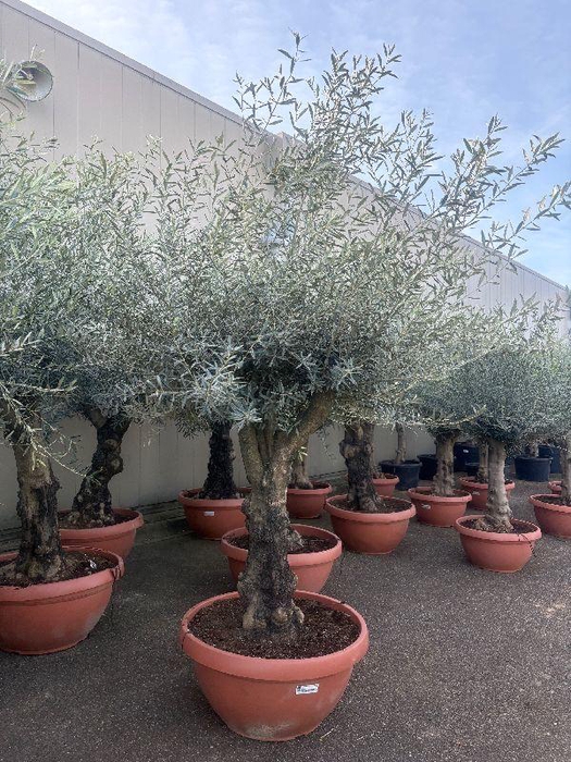 <h4>Olea europaea (Olijf) schaal</h4>