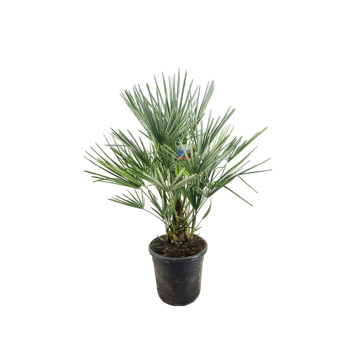 <h4>Chamaerops humilis</h4>