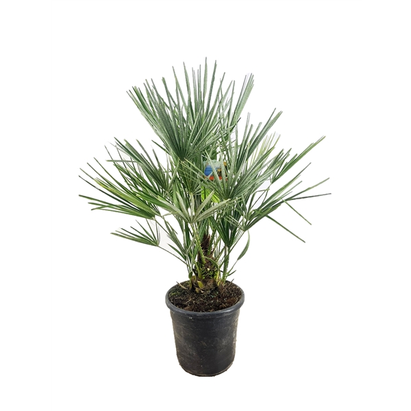 <h4>Chamaerops humilis</h4>