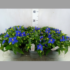 Exacum trinervium 'Sapphire'