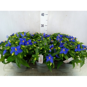 Exacum trinervium 'Sapphire'