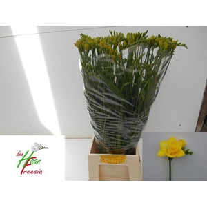 Freesia du Boulevard