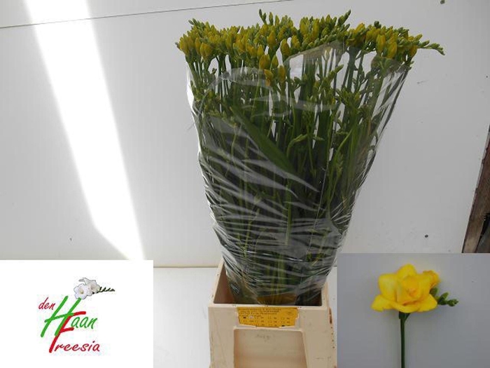 <h4>Freesia du Boulevard</h4>