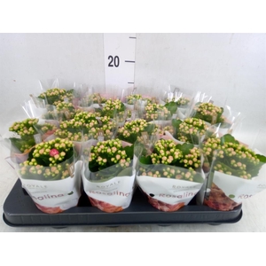 Kalanchoe blos. 'RosDon Nando'