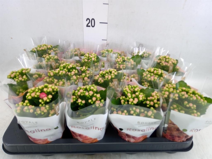 <h4>Kalanchoe blos. 'RosDon Nando'</h4>
