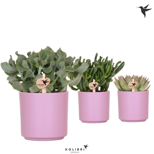 <h4>Kolibri Greens Succulenten mix in Simplicity pot violet</h4>