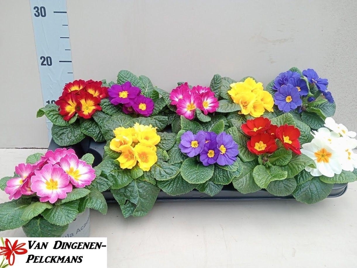 <h4>Prim Acaulis Gemengd</h4>