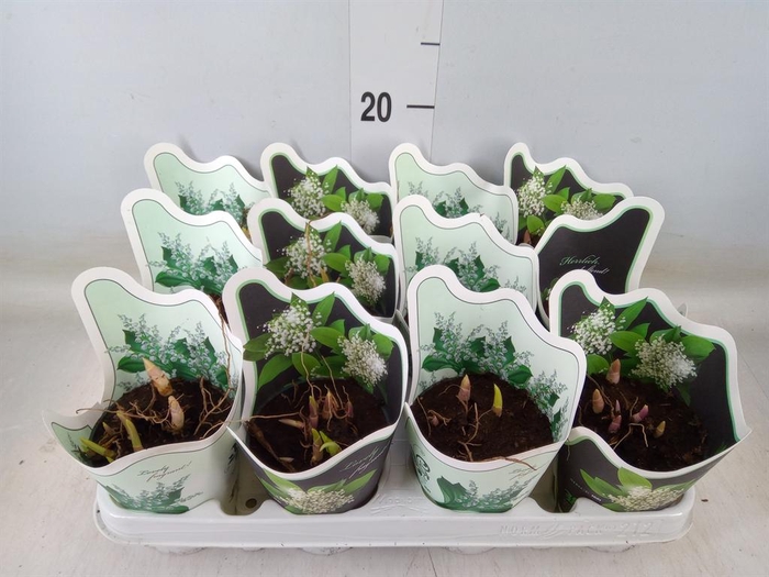 <h4>Convallaria majalis</h4>