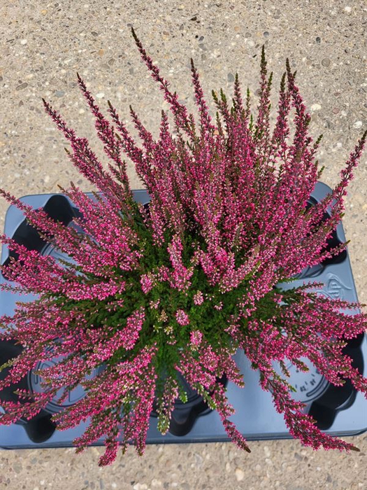 <h4>Calluna Garden Girls Martina</h4>