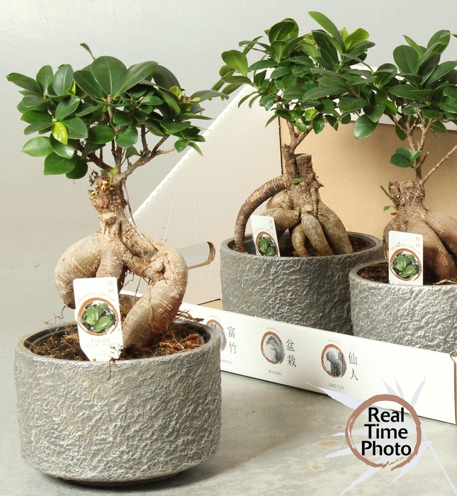 <h4>FIC MI GINSENG</h4>