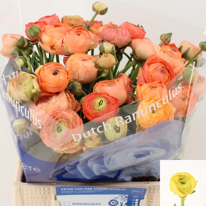 <h4>RAN AAZUR SALMON</h4>