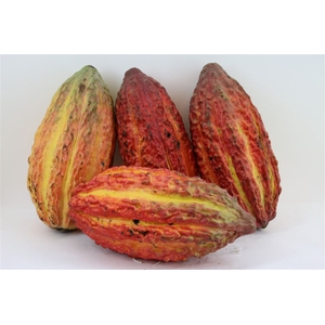 Cacao Pods Ass (mg)