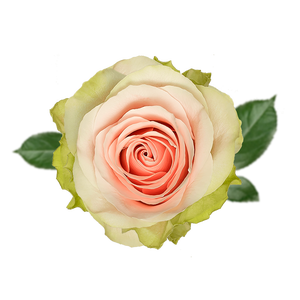 R GR FRUTTETO Naranjo